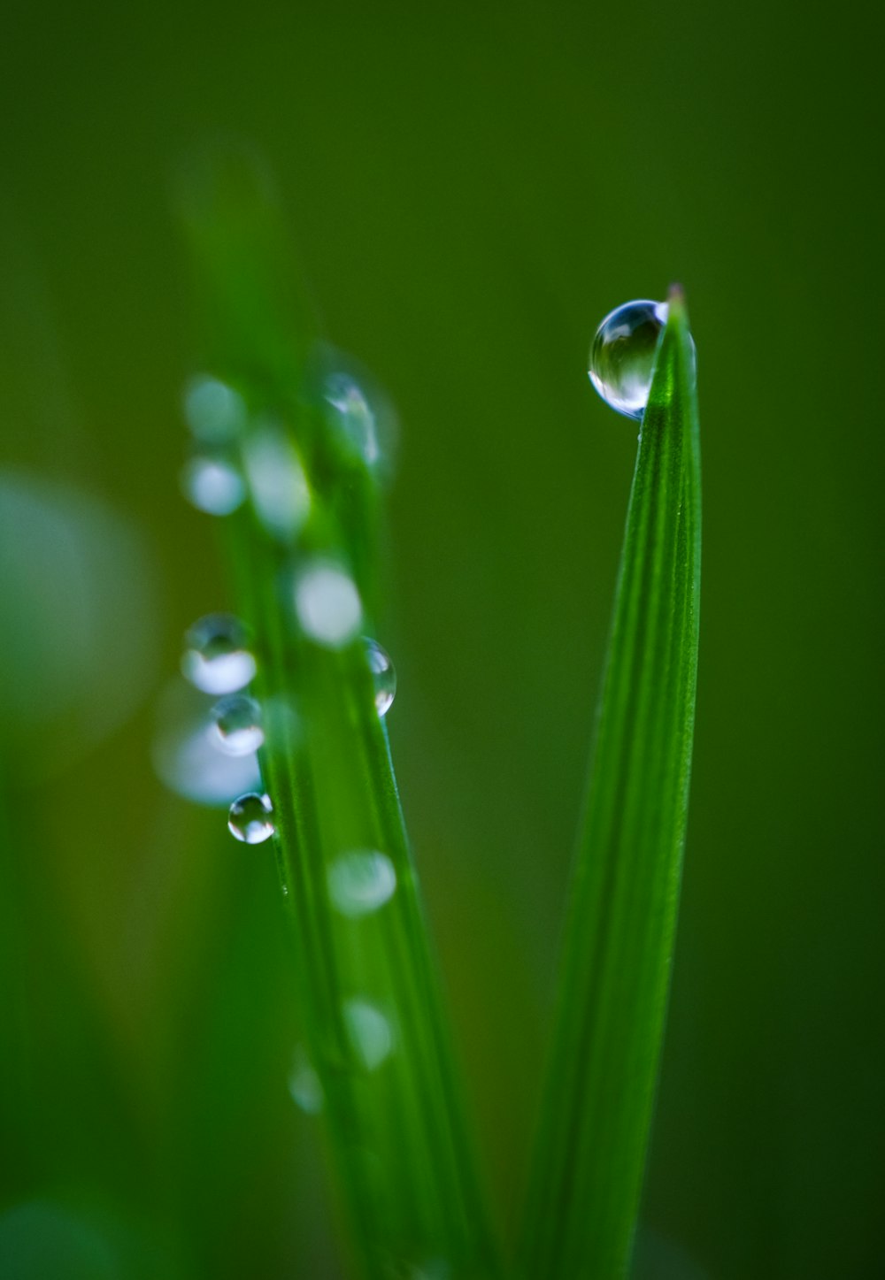 gotas de rocío sobre las hojas verdes