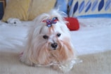 A small, fluffy white dog with long hair, featuring a red and blue bow on its head, is lying on a white bed. The background includes pillows with various patterns and a red item, likely another pillow or a decoration.