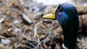 Elegant Tufted Duck Designs