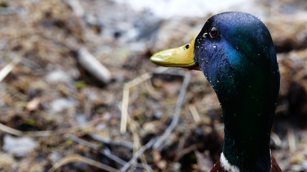 Elegant Tufted Duck Designs
