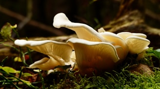 Close-up of a cluster of delicate oyster mushrooms glowing softly under dappled forest light.