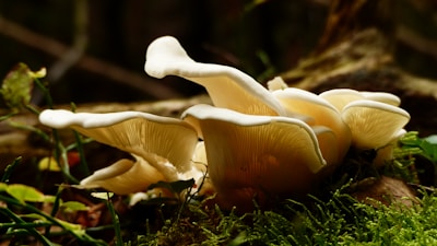 Close-up of a cluster of delicate oyster mushrooms glowing softly under dappled forest light.