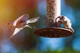 A bird feeder filled with seeds is positioned against a blurred natural background. One bird is perched on the feeder, pecking at the seeds, while another bird is captured in flight on the left, its wings blurred from motion.