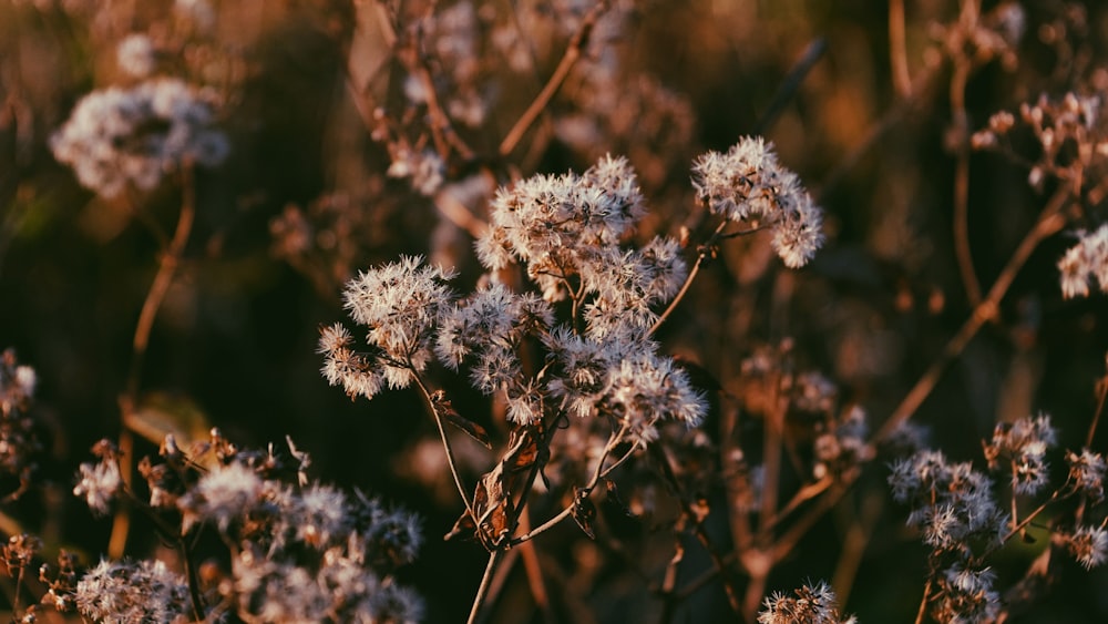 selective focus photograph of flowers