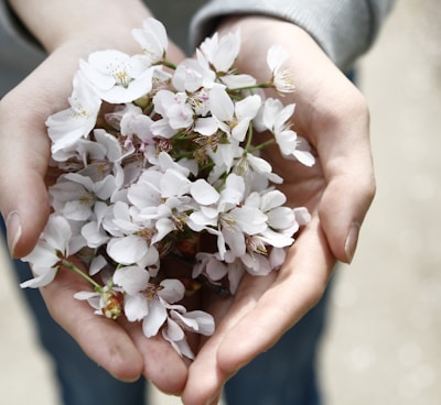 selective focus photography of person holding white clustered flowers