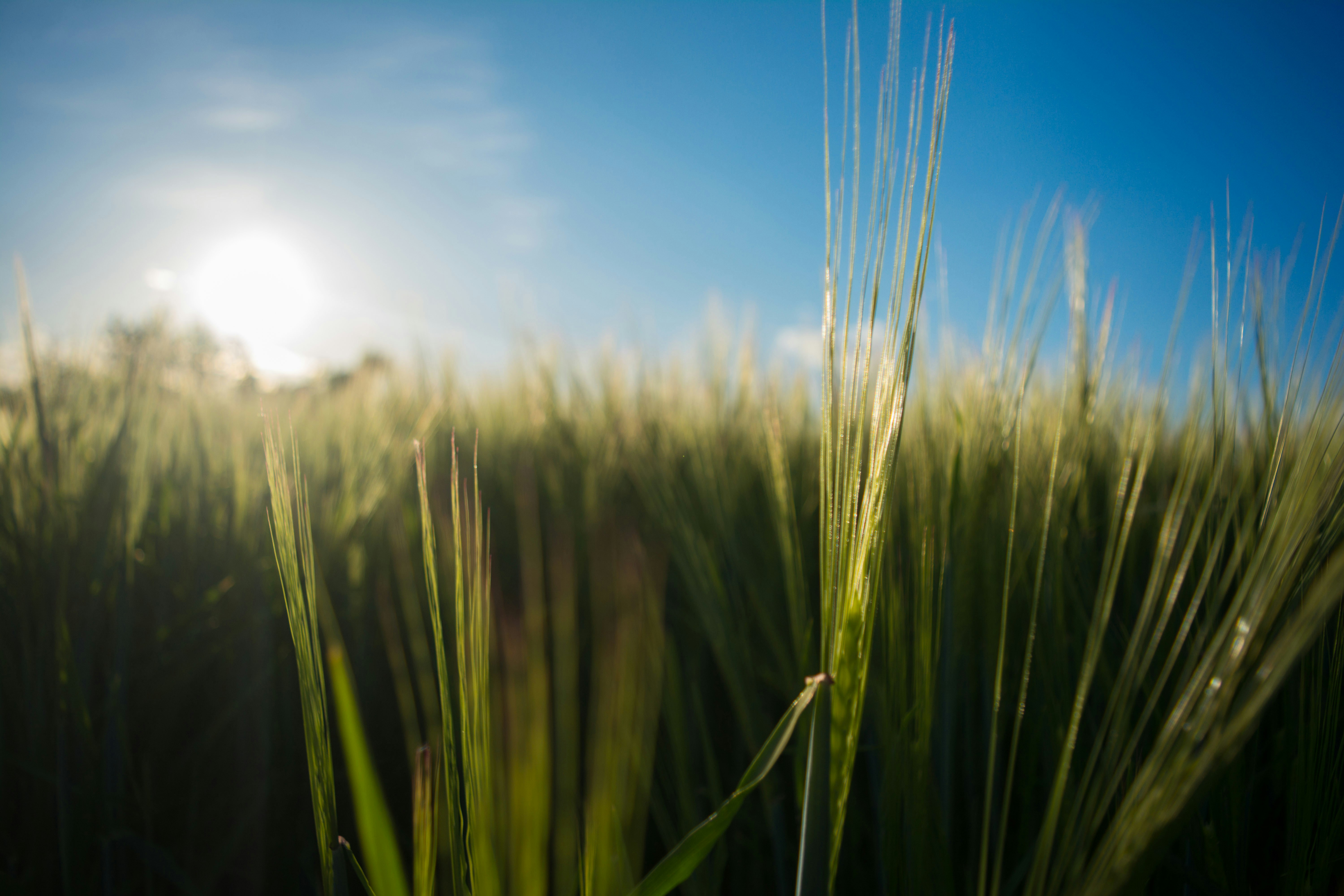 Free Unsplash photo from Simone Acquaroli