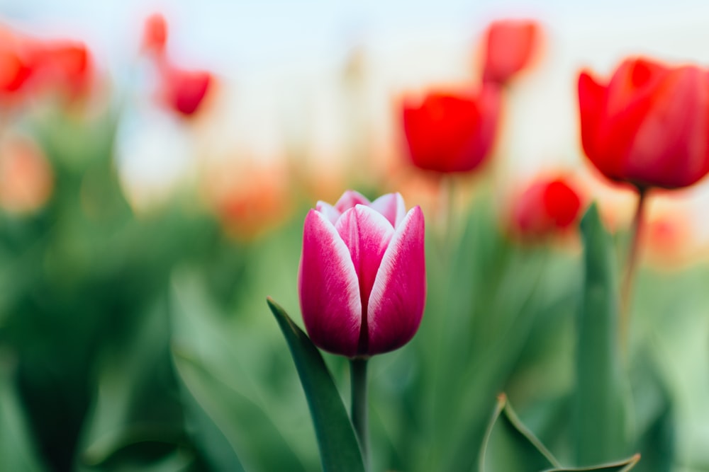 selective focus photography of pink flower