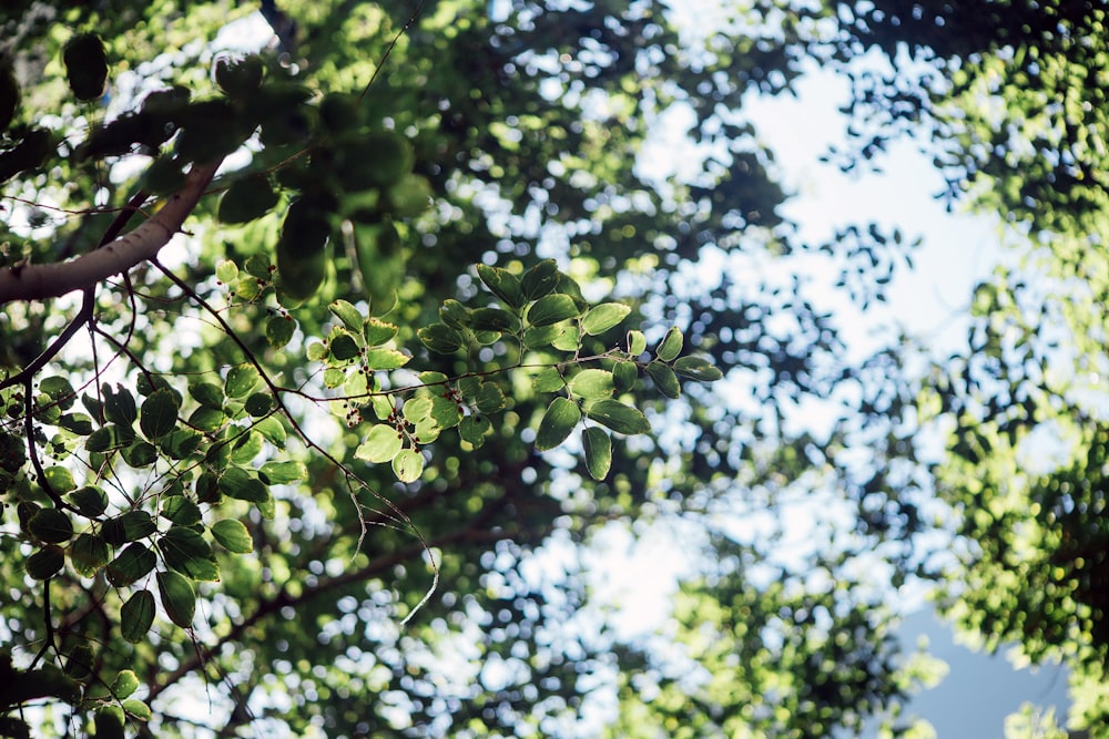 green leafed trees