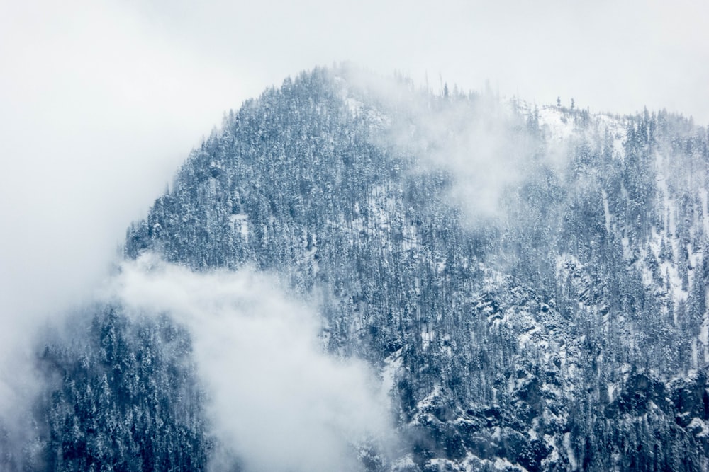 snow covered trees during daytime