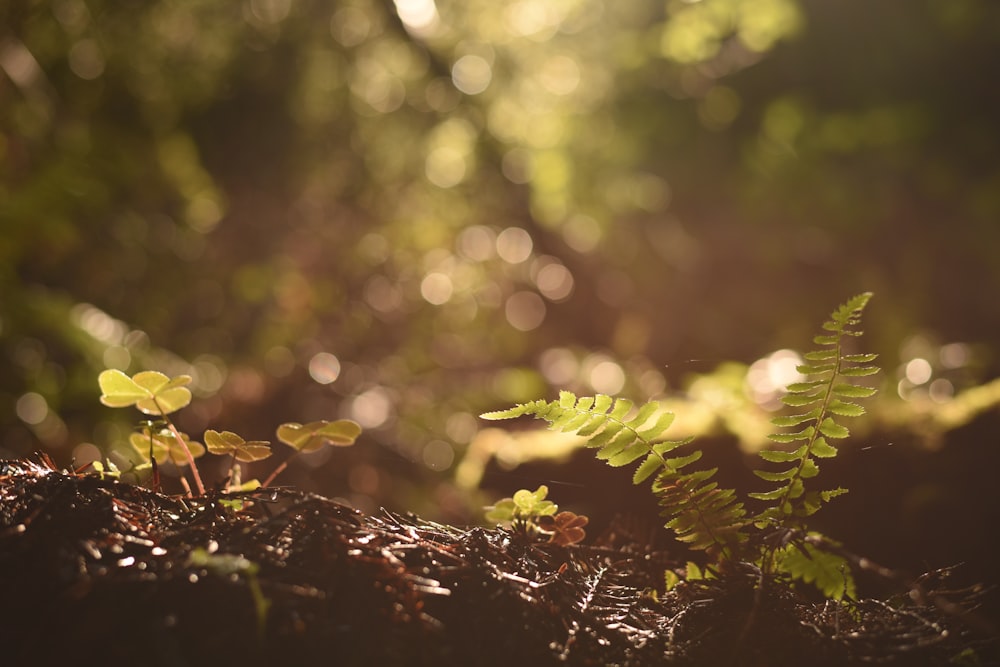 clover plants in the forest