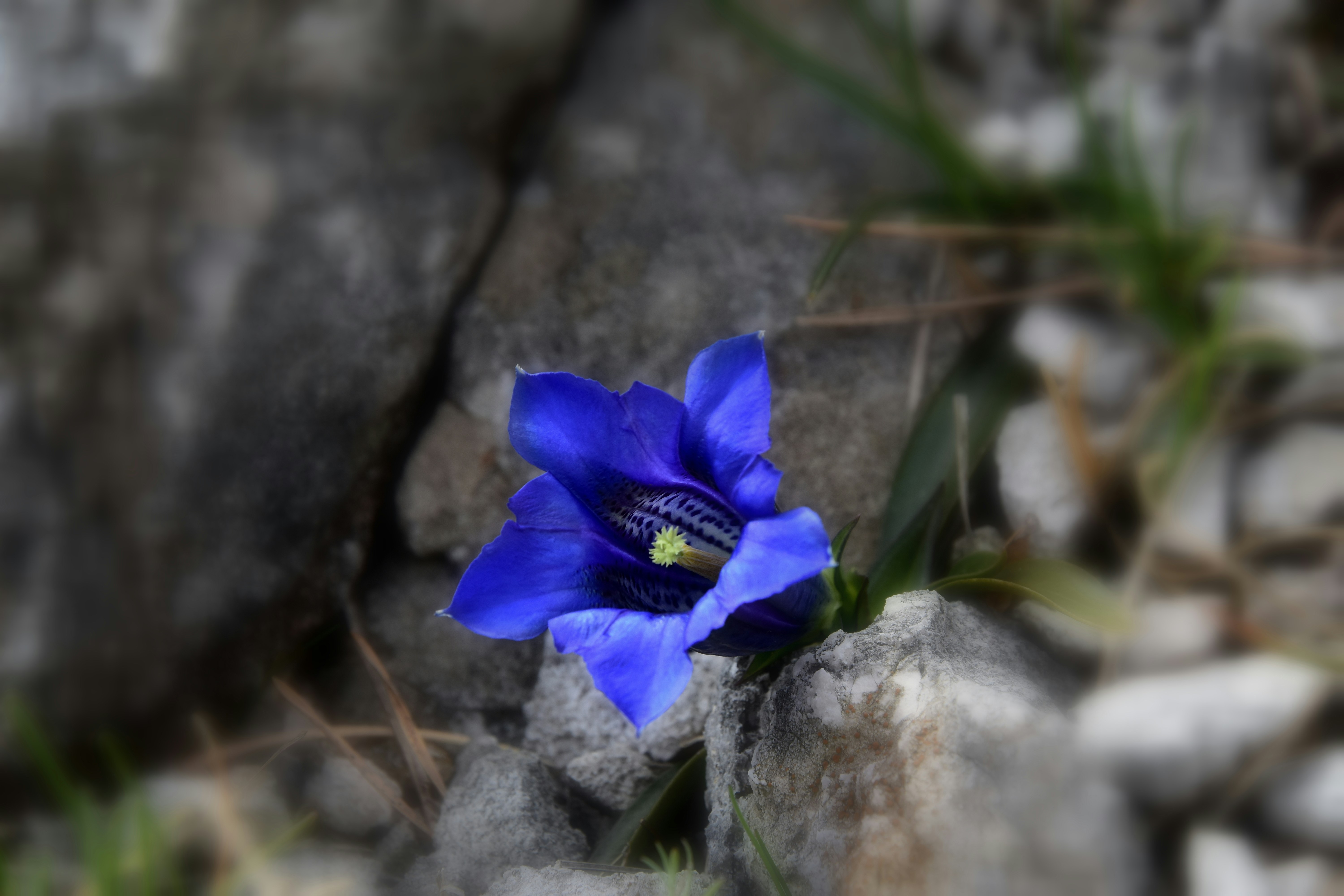 Free Unsplash photo from Medena Rosa