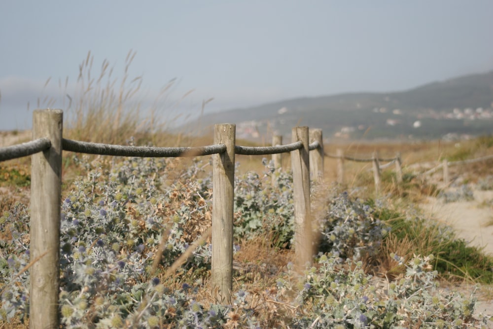 plants with flowers under the wooden fence