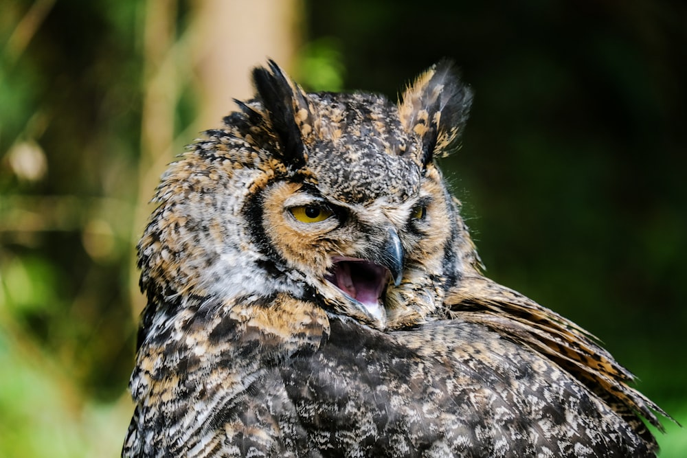 selective focus photography of brown and black owl during daytime