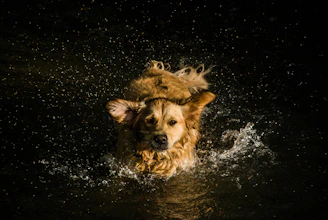 A joyful golden retriever getting a gentle bath at the self-serve dog wash station