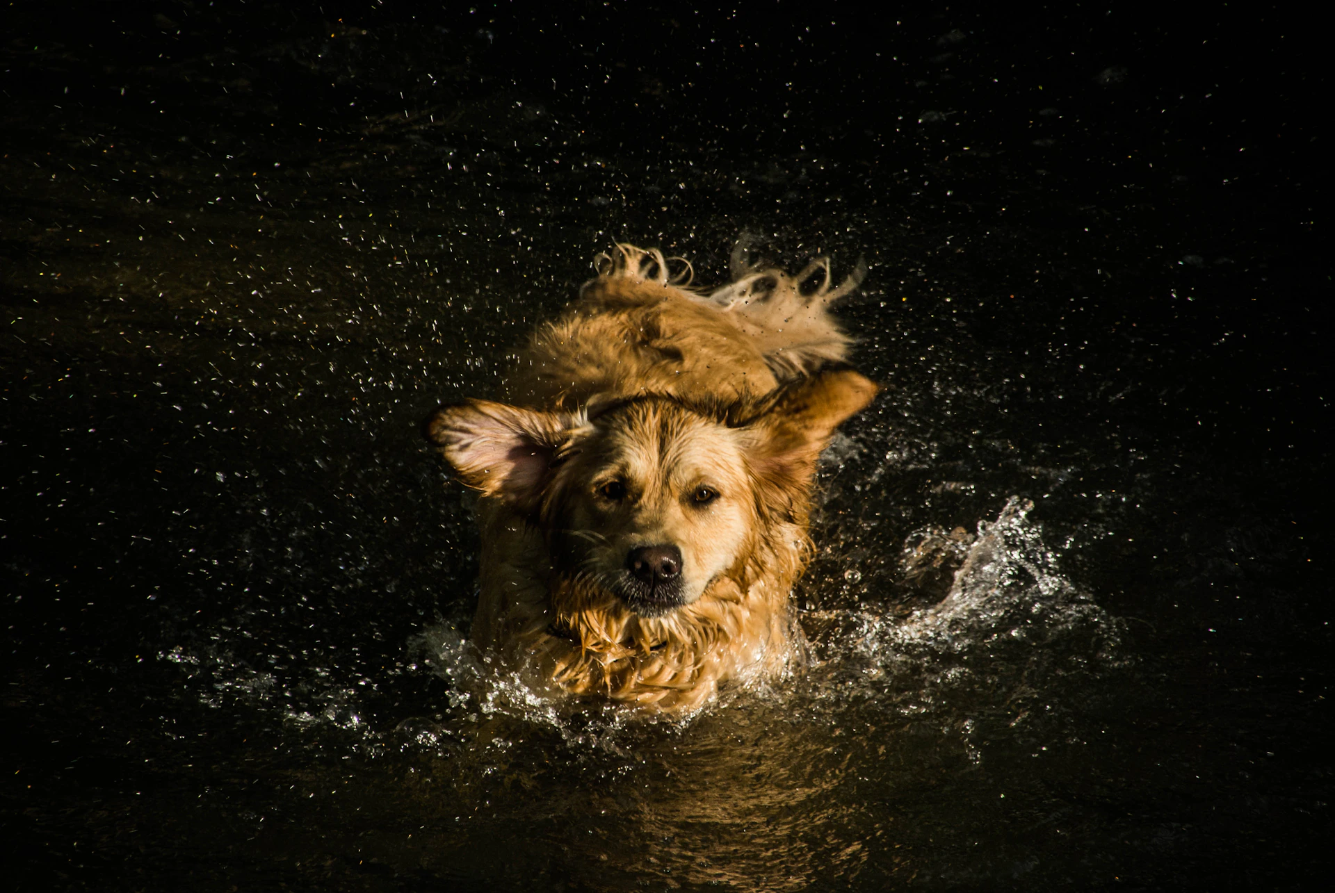 A joyful golden retriever getting a gentle bath surrounded by colorful pet shampoo bottles.