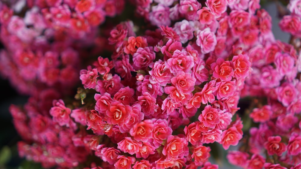 Fotografía de enfoque superficial de flores rosadas