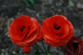 Two vibrant, red ranunculus flowers with layered petals are in full bloom, surrounded by a couple of buds. The flowers stand out against a blurred, earthy background.