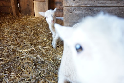 Two lambs in a barn setting with straw covering the floor. A close-up view of one lamb is in the foreground, while another lamb stands in the background near wooden walls.
