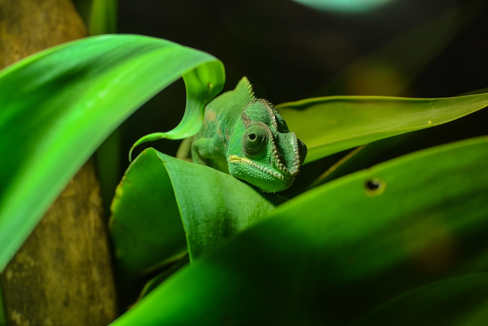 green chameleon on green leaf