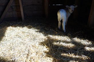 A young lamb standing in a dimly lit, rustic wooden barn. Sunlight filters through, illuminating patches of straw on the floor. The lamb appears to be gazing towards the camera, casting a soft shadow.