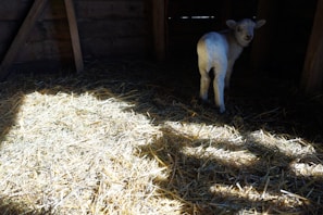 A young farmer gently holding a curious lamb in a sunlit barn.