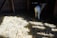 A young lamb standing in a dimly lit, rustic wooden barn. Sunlight filters through, illuminating patches of straw on the floor. The lamb appears to be gazing towards the camera, casting a soft shadow.