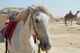 A white horse with a mane blowing in the wind stands in the foreground, adorned with a colorful saddle. In the background, a person rides a camel on a sandy desert landscape, with soft hills visible in the distance under a clear blue sky.