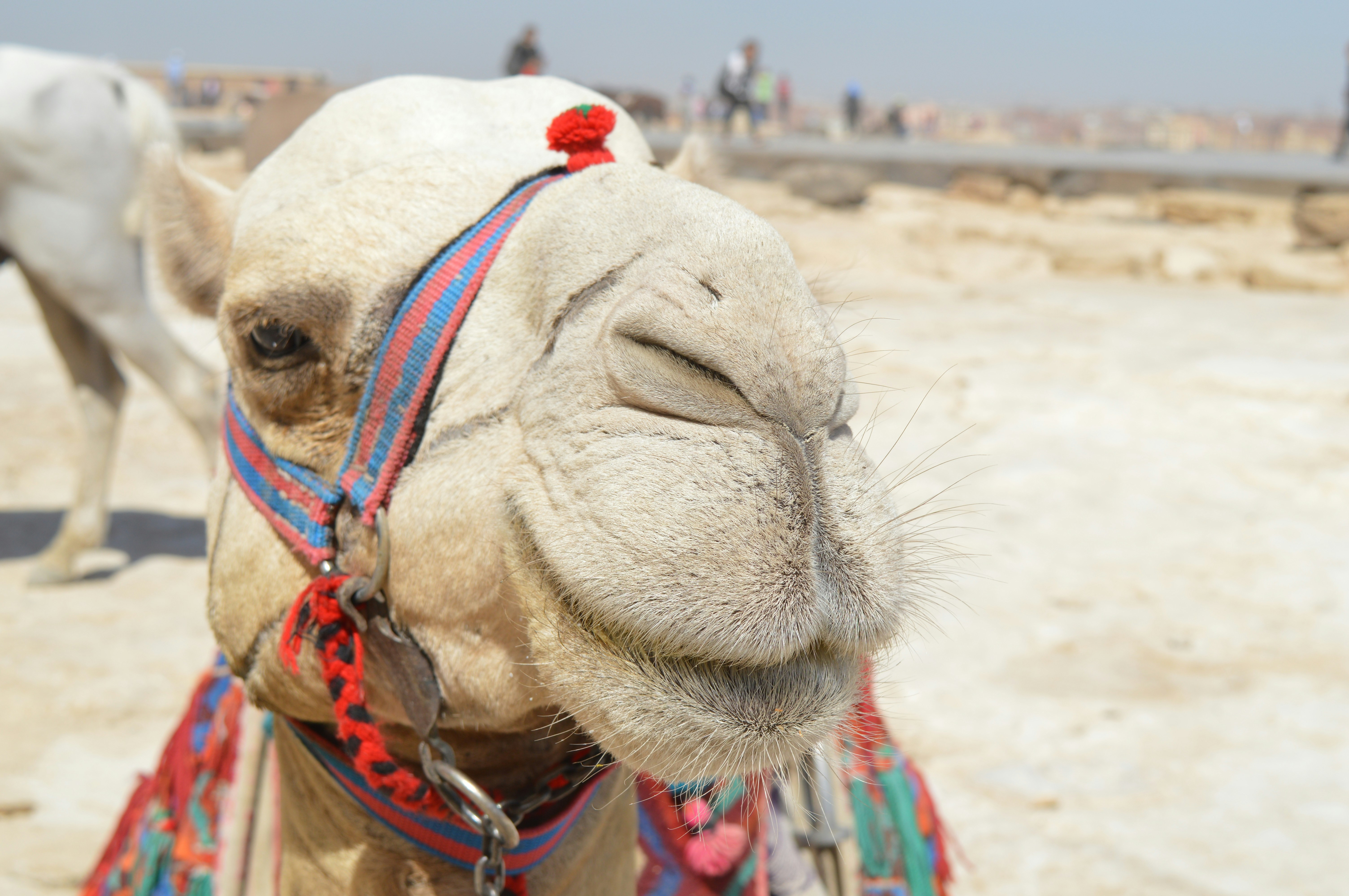 Free Unsplash photo from youssef amer