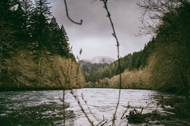 A serene river flowing through a misty forest, captured with a steady handheld camera.