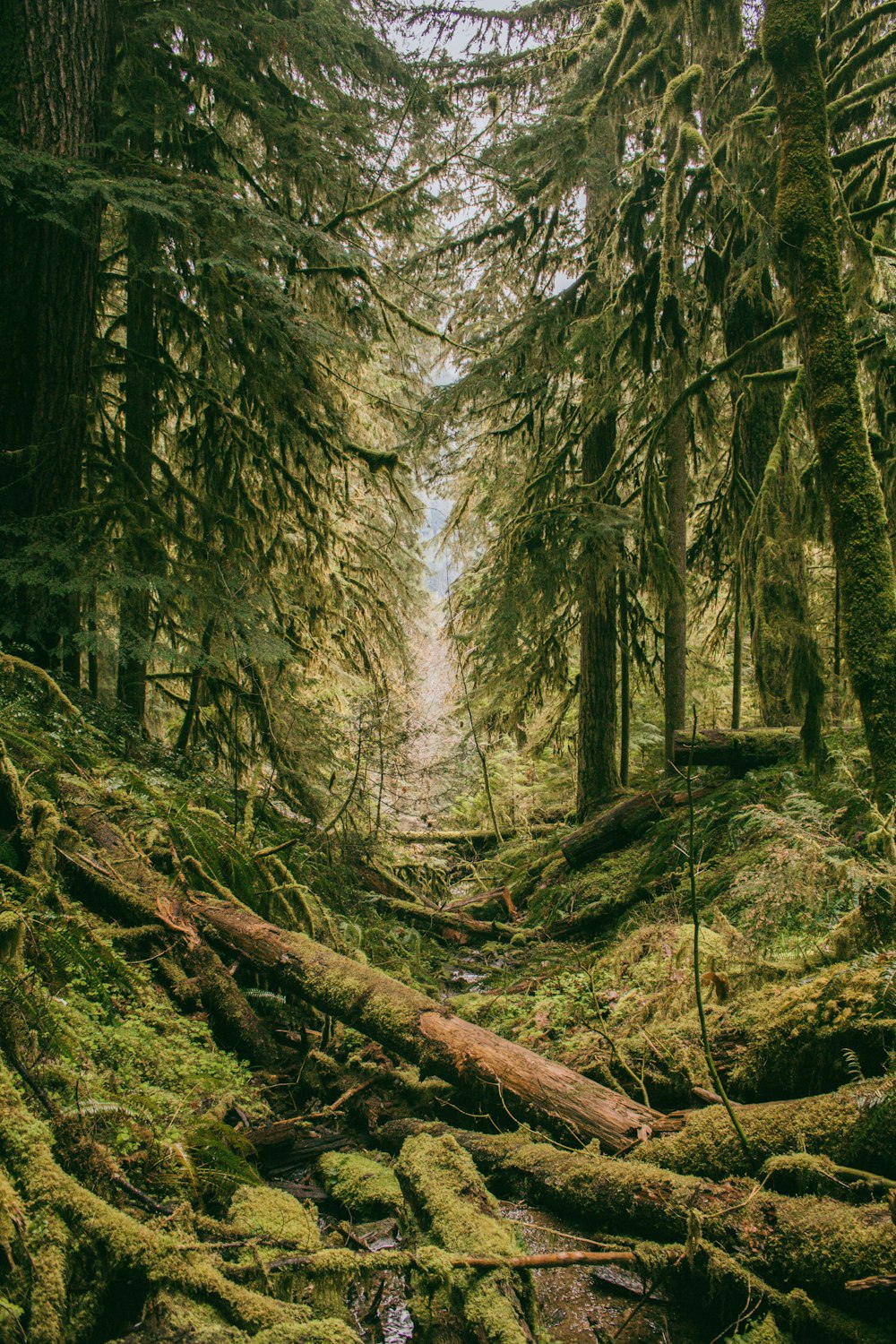 mossy forest