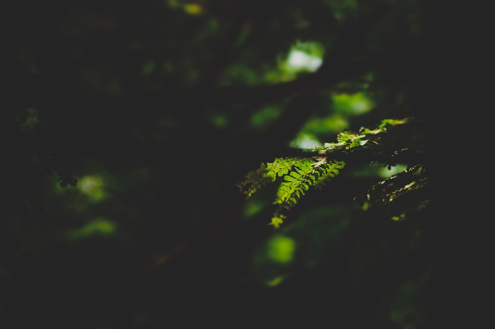 selective focus photography of fern plant