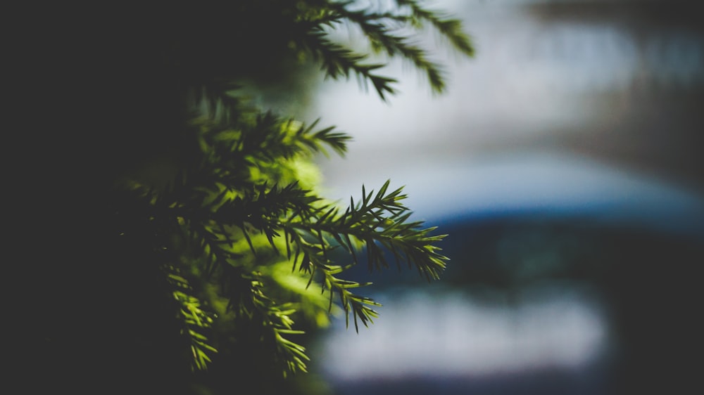 closeup photography of pine tree