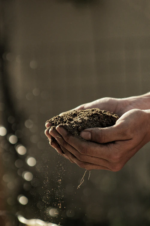 Manos de agricultor sosteniendo tierra fértil