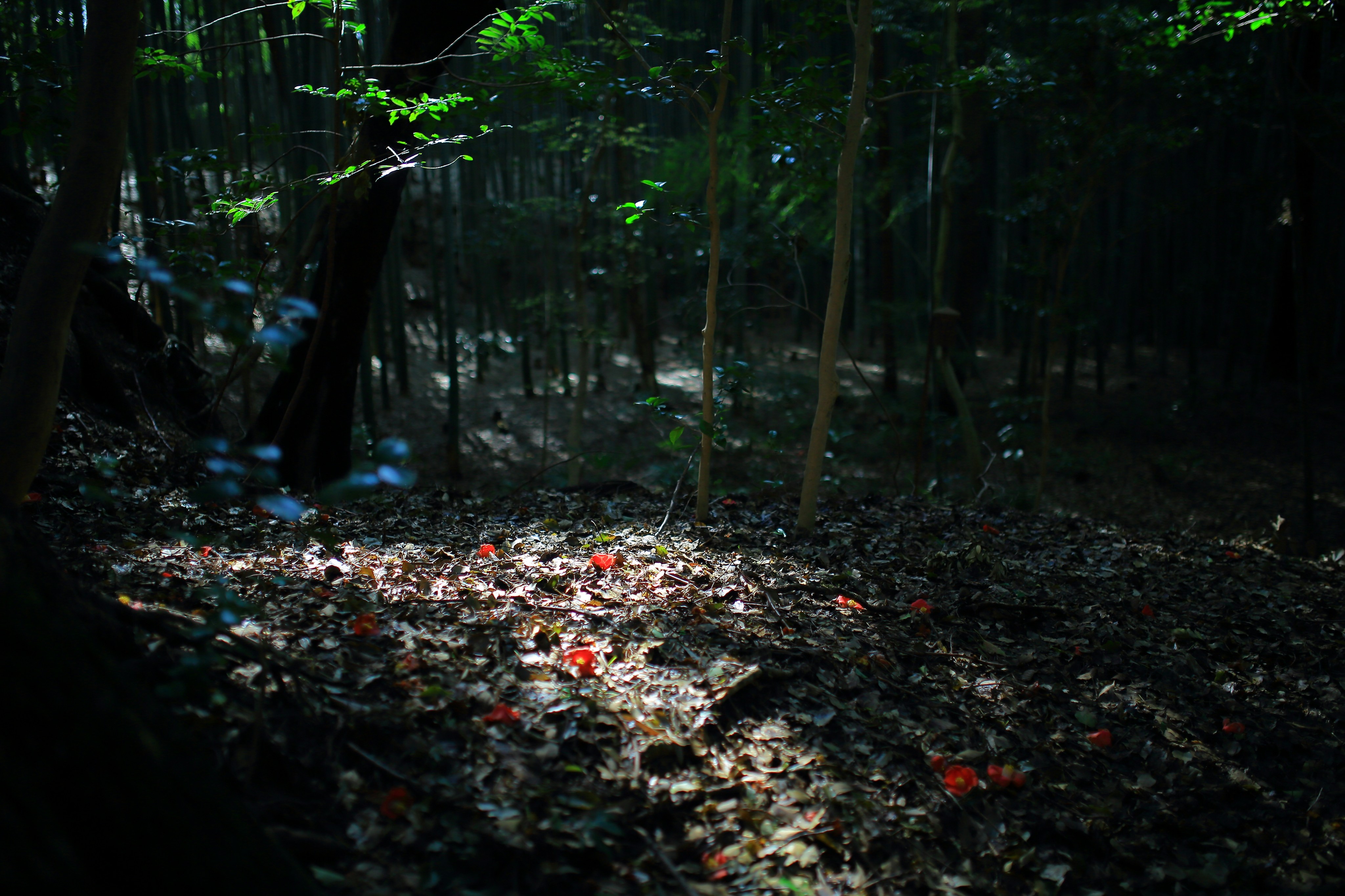 Free Unsplash photo from Sidney Chiang