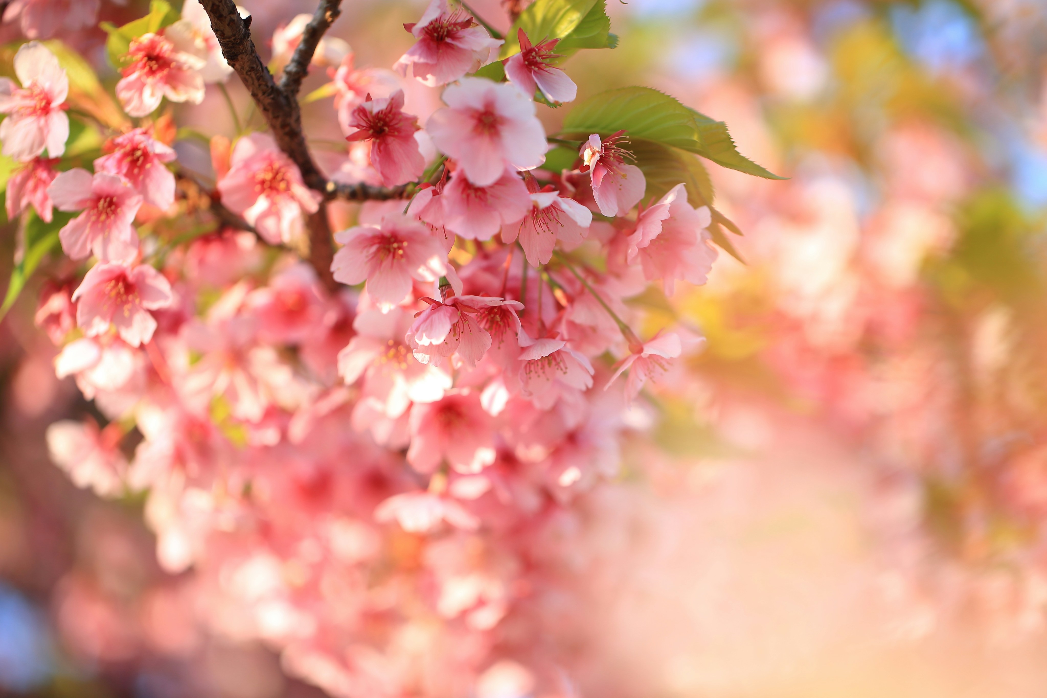 Free Unsplash photo from Sidney Chiang