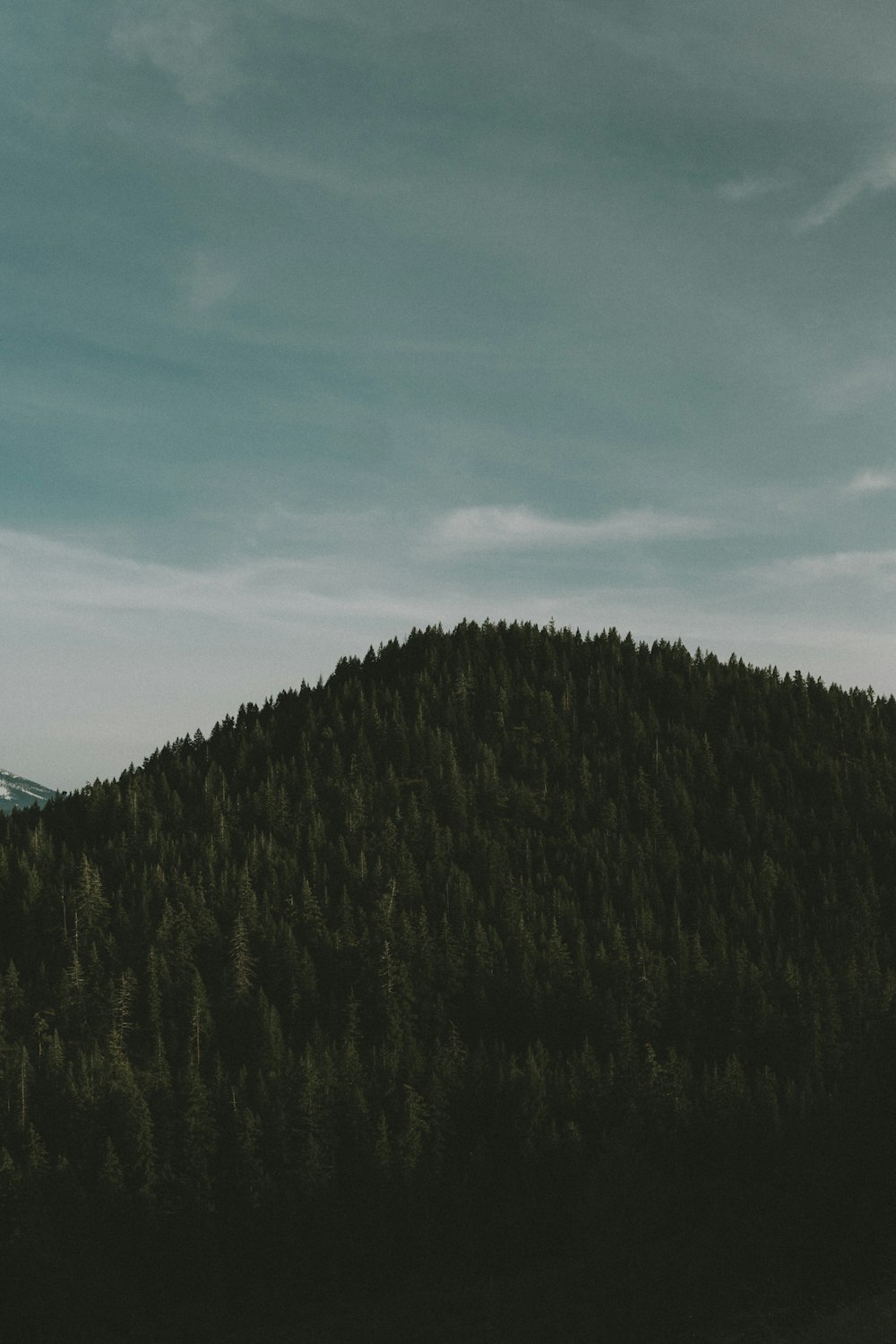 aerial photo of mountain with trees