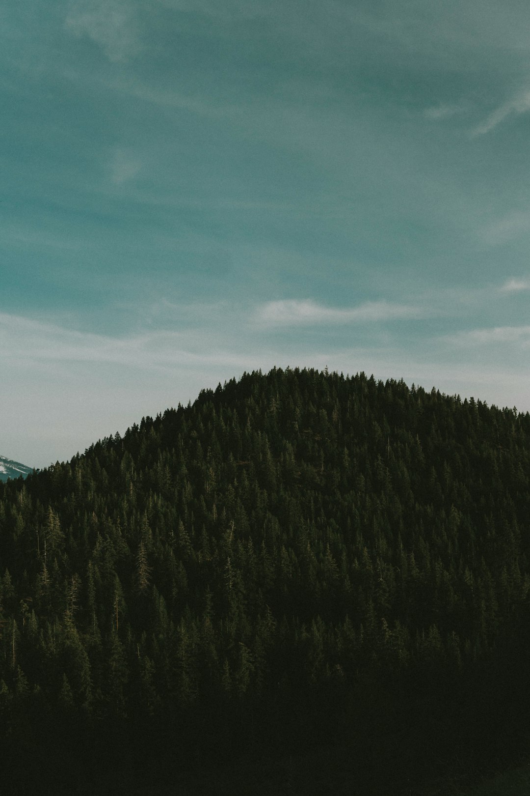 aerial photo of mountain with trees