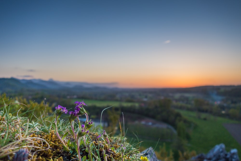 tilt shift lens photography of purple flowers