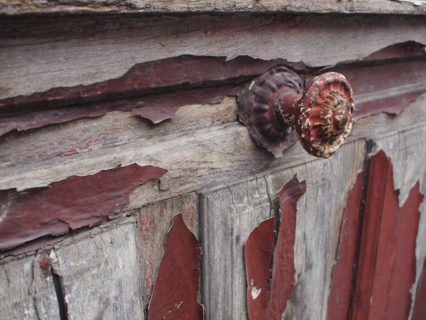 An old, weathered door with peeling paint and a rusty handle telling stories of time.