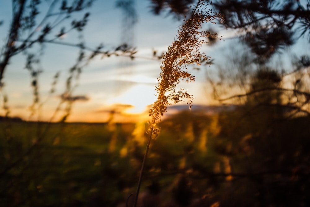 a close up of a plant with the sun in the background