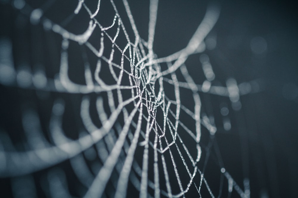 Selektive Fokusfotografie von Spinnennetzen