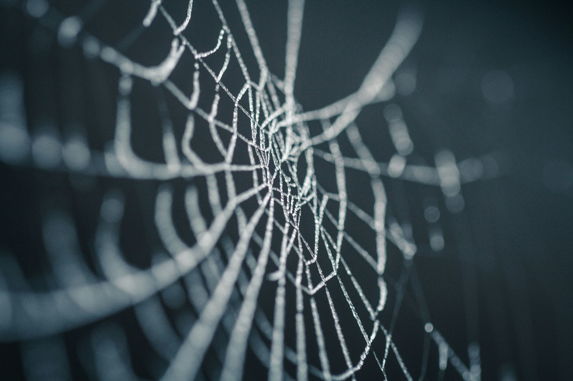 A frozen morning can reveal amazing little things. Before going to work, I took a few minutes to shoot this iced spider web, an abandoned kingdom in the middle of winter. I really love the power of macro photography to throw you in miniature and parallel worlds, so a garden becomes a universe to explore for hours…