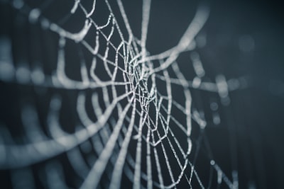 selective focus photography of spiderweb frozen teams background