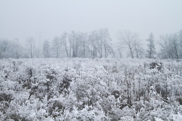 You are the elf of the ice world, traveling in the cold winter