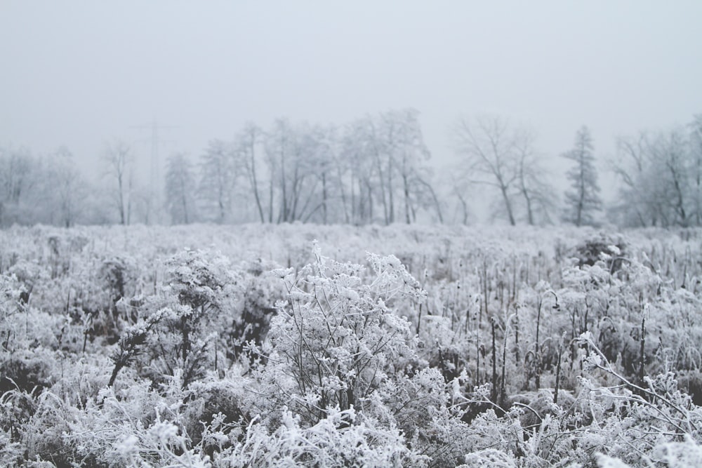 plant with snow