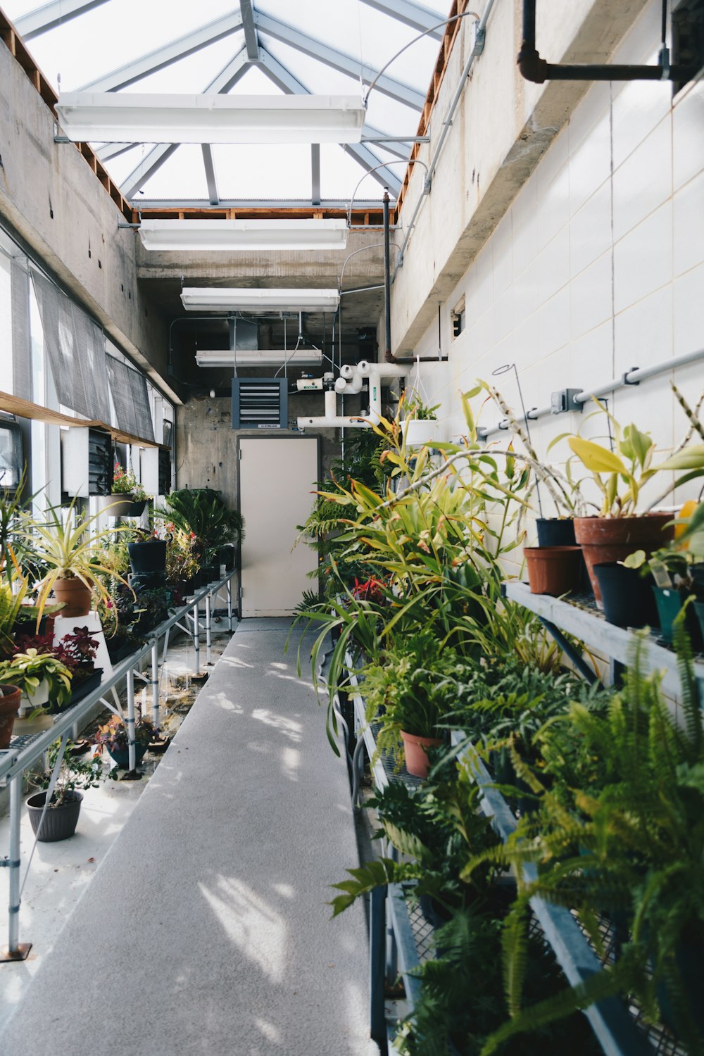 green potted plants inside building