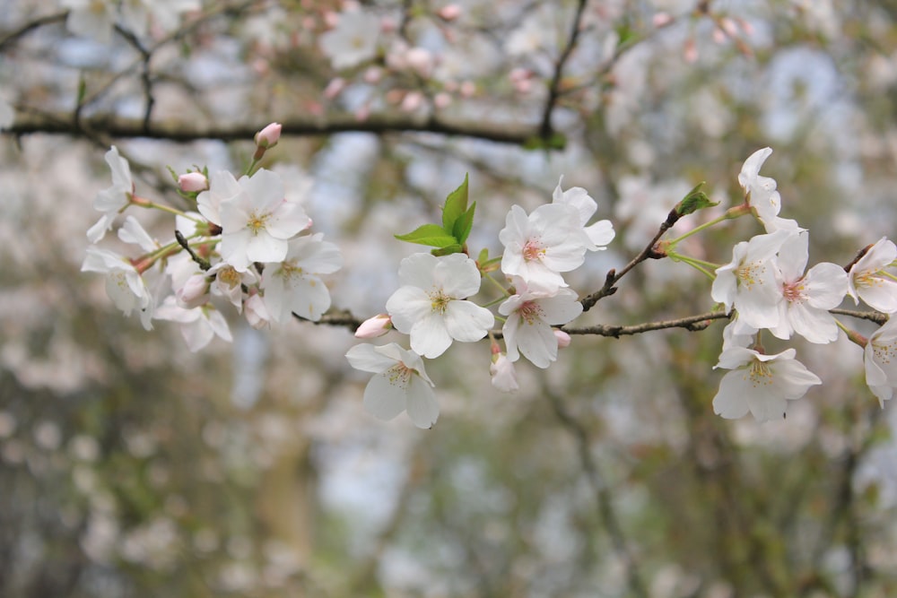 Foto de enfoque selectivo de flores de cerezo blanco