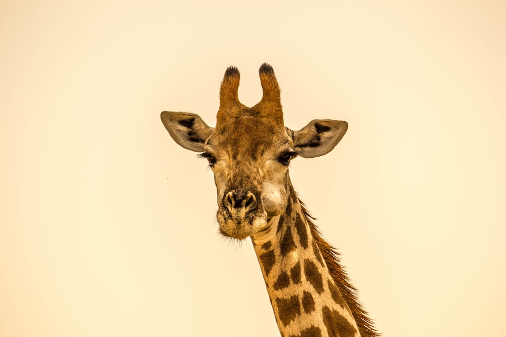 fotografia de foco seletivo de girafa