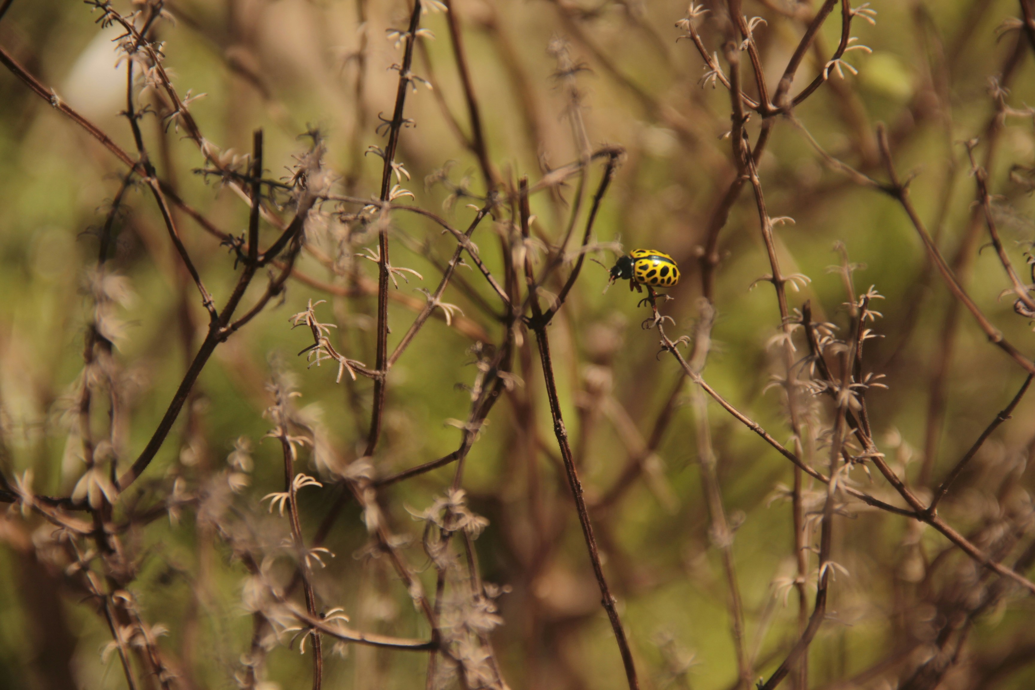 Free Unsplash photo from Cheila Wiggers