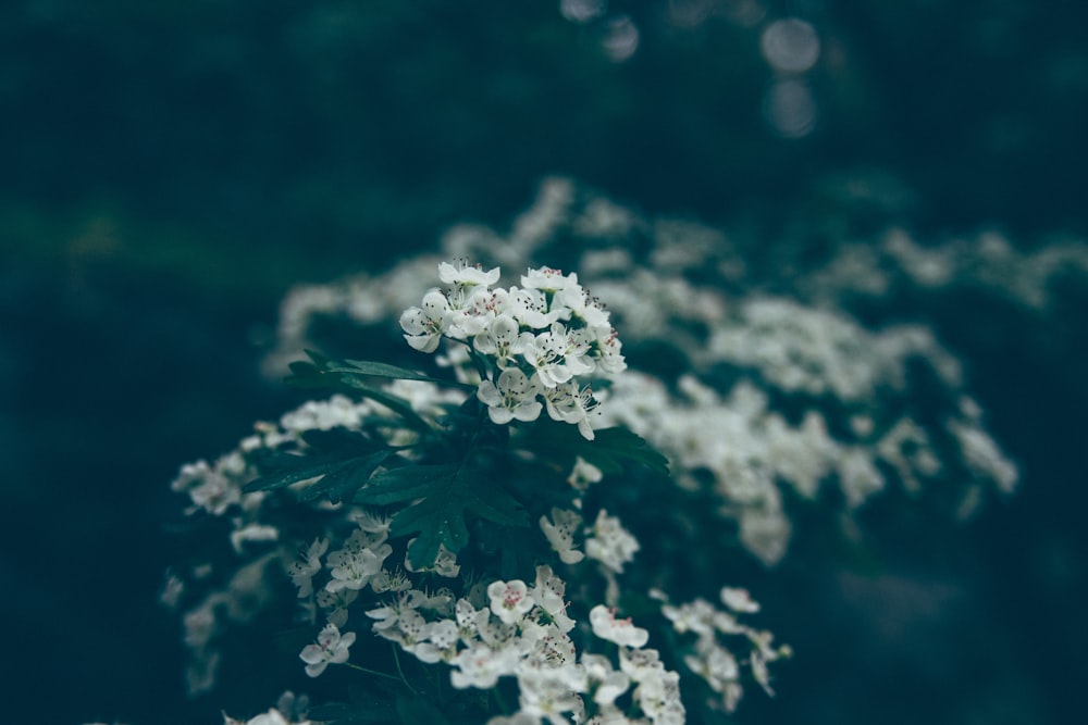 Selektive Fokusfotografie von weißblättrigen Blüten